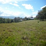 Lote, Ciruelas de Alajuela